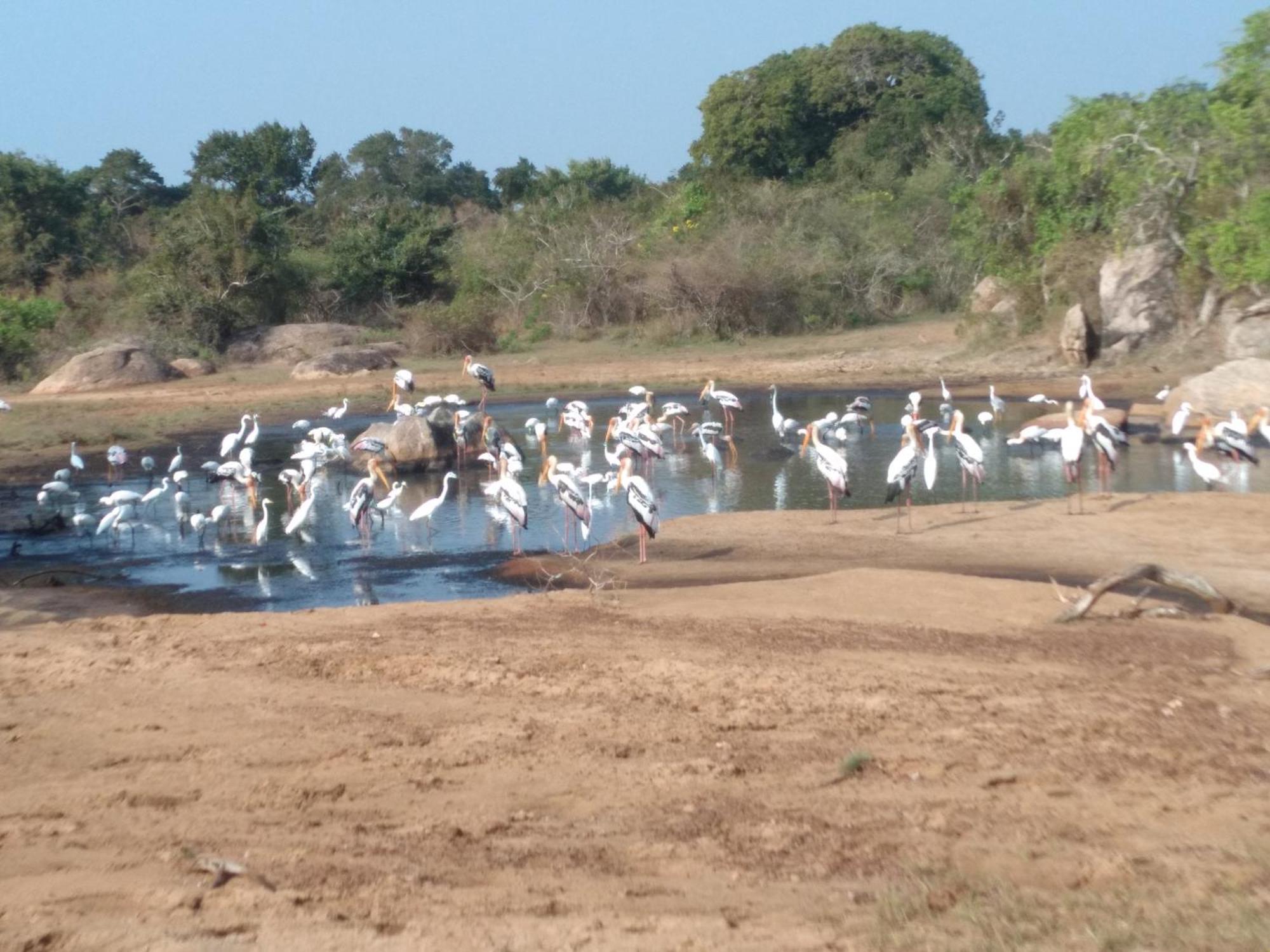 Happy Beach Safari Retreat Hambantota Bagian luar foto